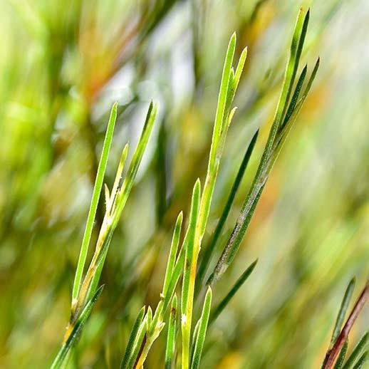 rooibos aspalathus linearis primary